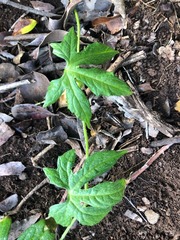 Diplocyclos palmatus