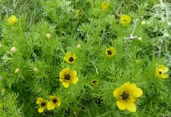 Adonis microcarpa