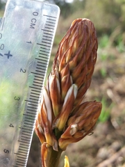 Asphodelus serotinus