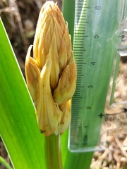 Asphodelus serotinus