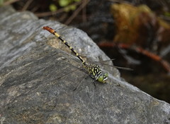 Austroepigomphus turneri
