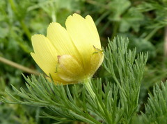 Adonis microcarpa