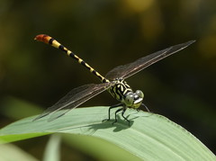 Austroepigomphus turneri