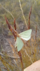Chlorosterrha monochroma