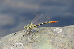 Austroepigomphus turneri