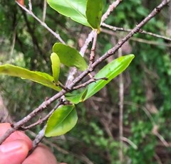 Elaeodendron australe australe