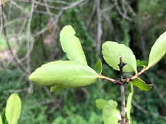 Elaeodendron australe australe