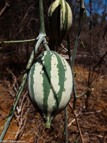 Trochomeriopsis diversifolia image