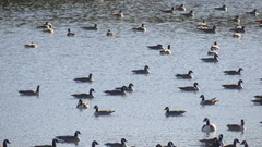 Branta canadensis