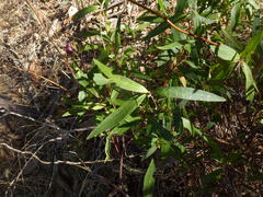 Billardiera cymosa