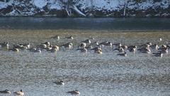 Branta canadensis