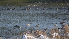 Branta canadensis