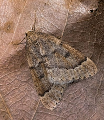 Theria rupicapraria