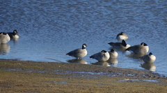 Branta hutchinsii