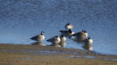 Branta hutchinsii