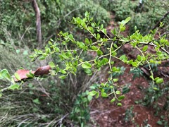Everistia vacciniifolia nervosa