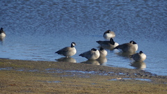 Branta hutchinsii