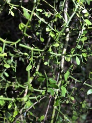 Everistia vacciniifolia nervosa