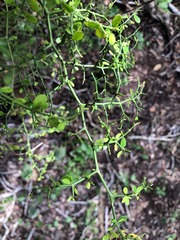 Everistia vacciniifolia nervosa