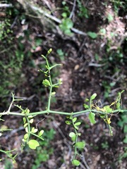 Everistia vacciniifolia nervosa