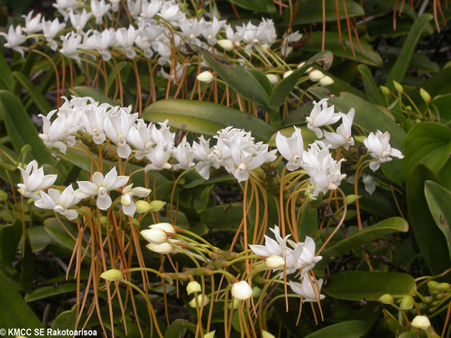 Aerangis ellisii (B.S.Williams) Schltr. 3