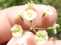 Commicarpus scandens