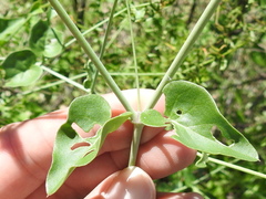 Commicarpus scandens