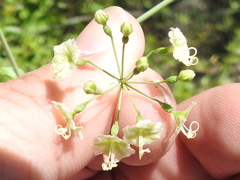 Commicarpus scandens