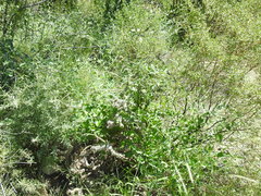 Commicarpus scandens