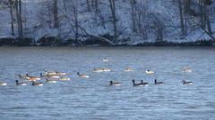 Branta canadensis