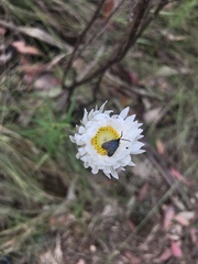 Turneriprocris dolens