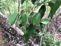 Excoecaria dallachyana