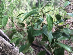 Excoecaria dallachyana