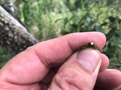 Excoecaria dallachyana