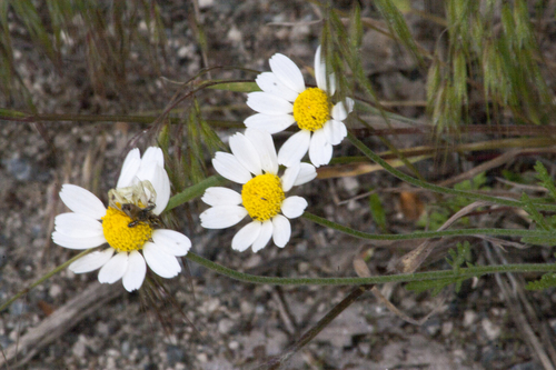 Anthemis cotula iNat (3)