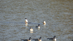 Mergus merganser