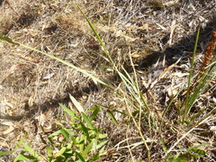 Lomandra multiflora dura