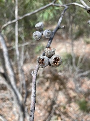 Eucalyptus diversifolia