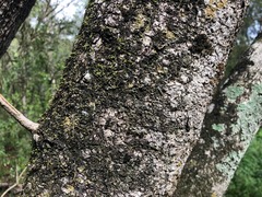 Excoecaria dallachyana