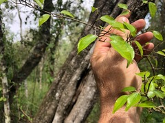 Excoecaria dallachyana