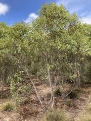 Eucalyptus diversifolia