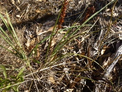 Lomandra multiflora dura