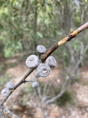 Eucalyptus diversifolia
