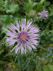 Galactites tomentosus