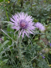 Galactites tomentosus