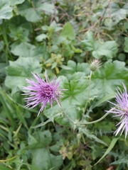 Galactites tomentosus