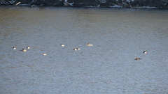 Mergus merganser