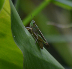 Aiolopus thalassinus