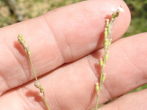 Image of Creeping Spiderling (Boerhavia spicata) by (c) Sam Kieschnick, some rights reserved (CC BY)