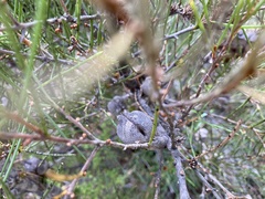 Hakea vittata